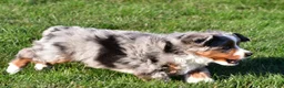 Miniature Australian Shepherd dogs for sale: Andre - Ad 13