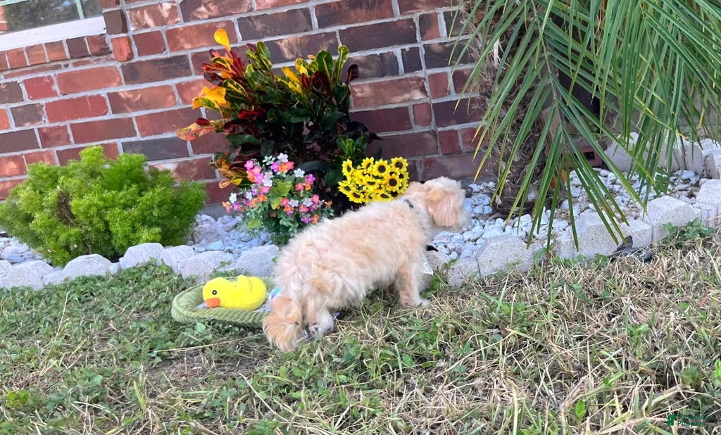 Maltipoo dogs Peanut - Ad 2
