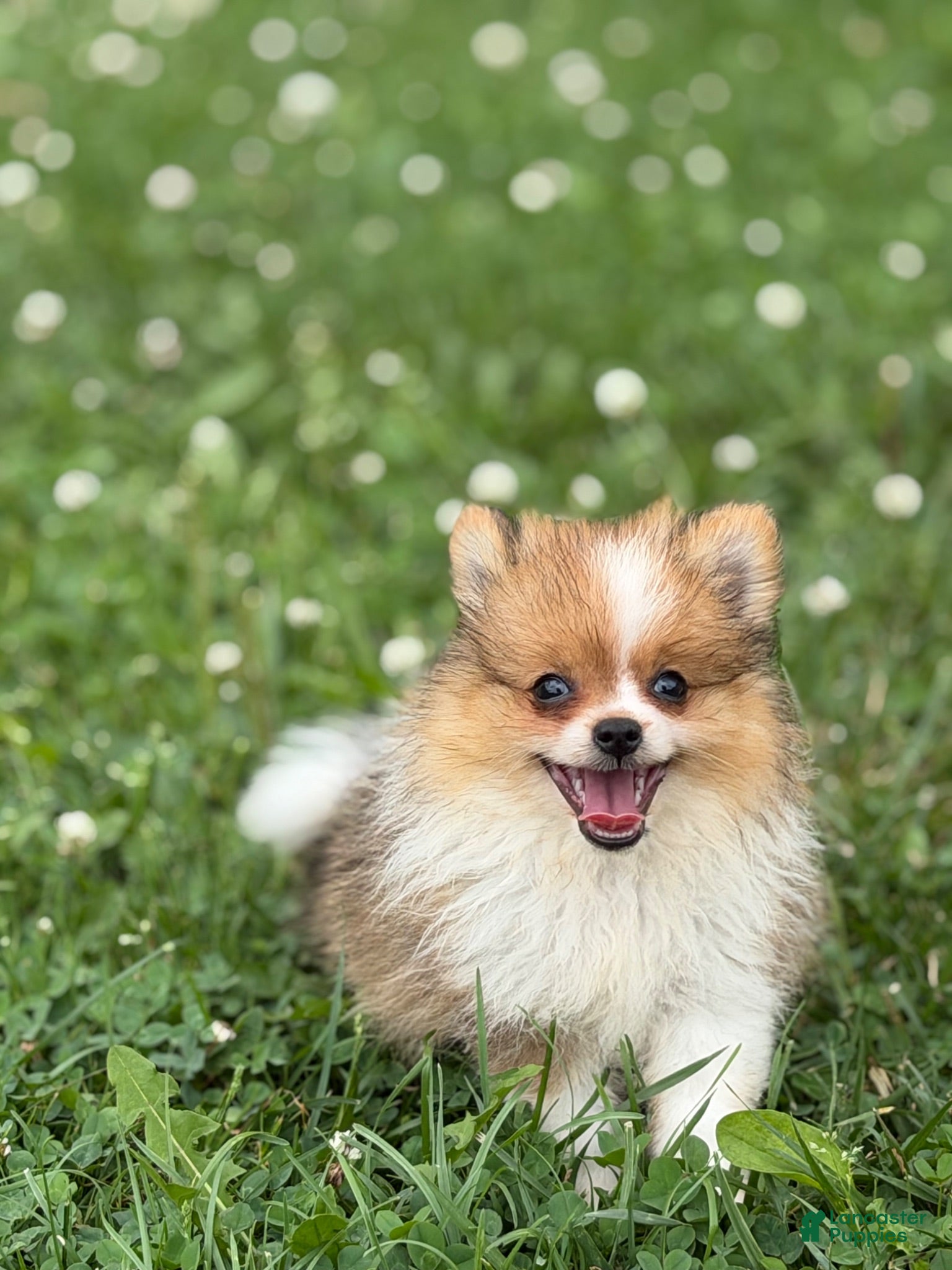 Pomeranian dogs ACA Tink  - Ad 2