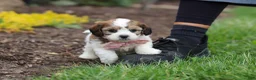 Cavachon dogs for sale: Darla - Ad 5