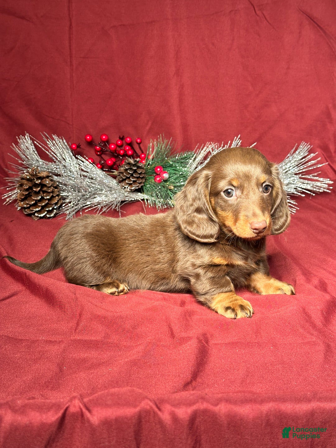 Miniature Dachshund dogs for sale: Scottie  - Ad 5