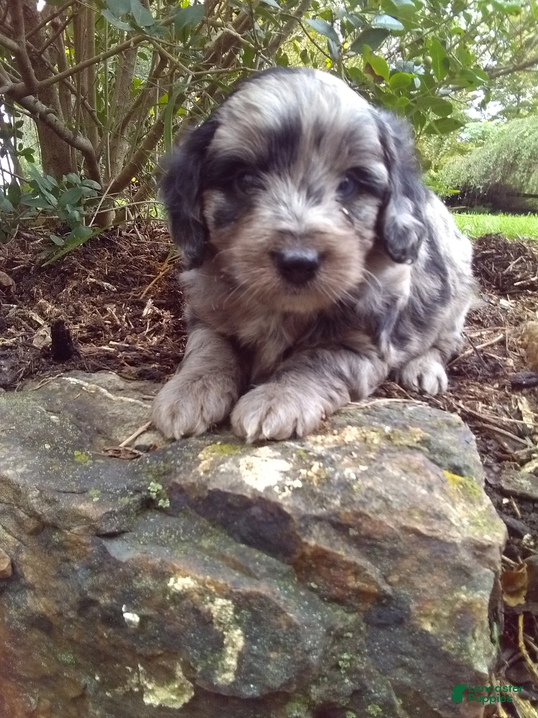Mini Aussiedoodle dogs for sale: Dusty - Ad 1
