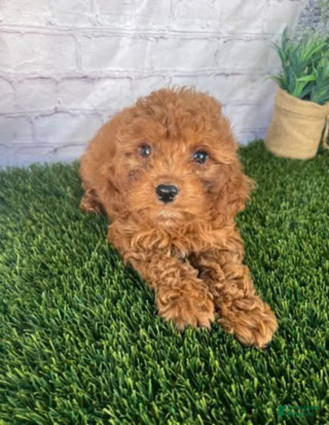 Cavapoo dogs for sale: Cora Cavapoo  - Ad 5