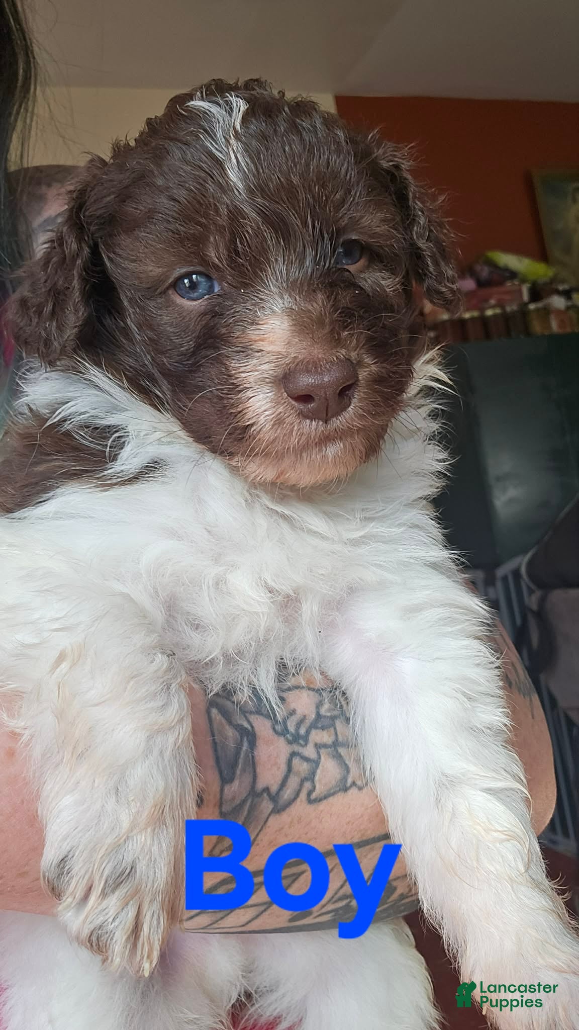 Bordoodle dogs Treelo - Ad 2