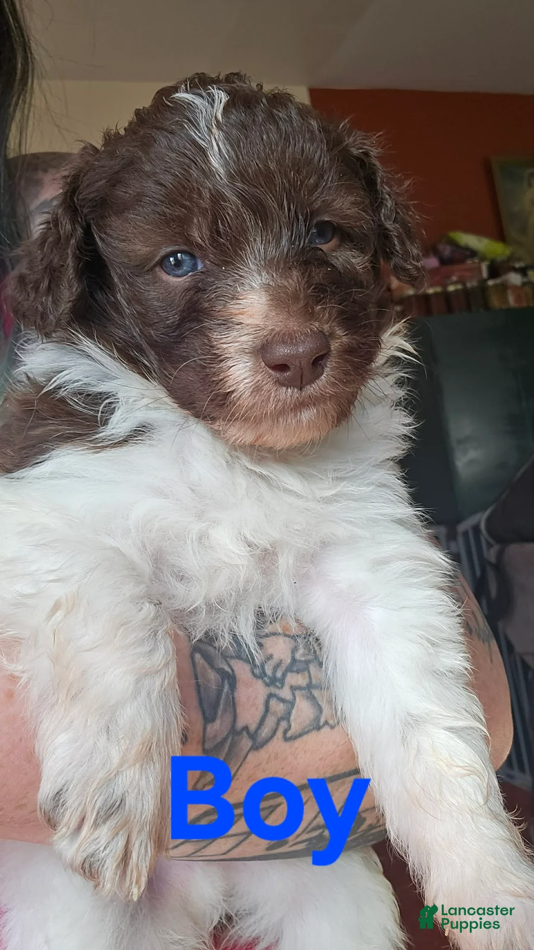 Bordoodle dogs for sale: Treelo - Ad 1