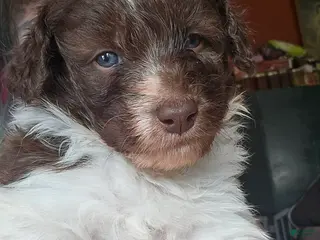 Bordoodle dogs Treelo - Ad 13