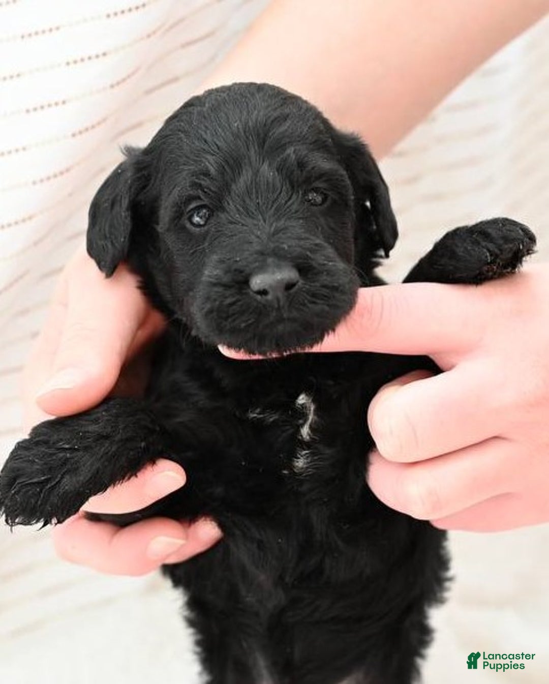 Mixed Breed dogs for sale: Blossom - Ad 3