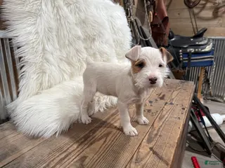 Jack Russell Terrier dogs Taylor Puppy 1 - Ad 27