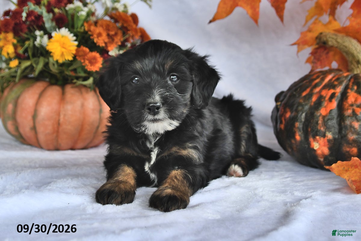 Bernedoodle dogs Cliff - Ad 1