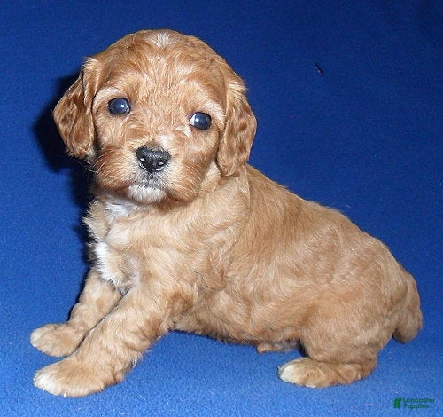 Cavapoo dogs Rusty - Ad 1