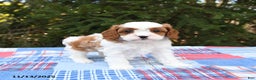 Cavapoo dogs for sale: Finley - Ad 5