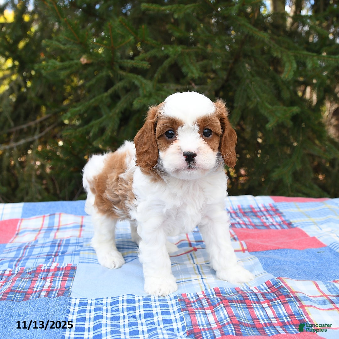 Cavapoo dogs for sale: Finley - Ad 5