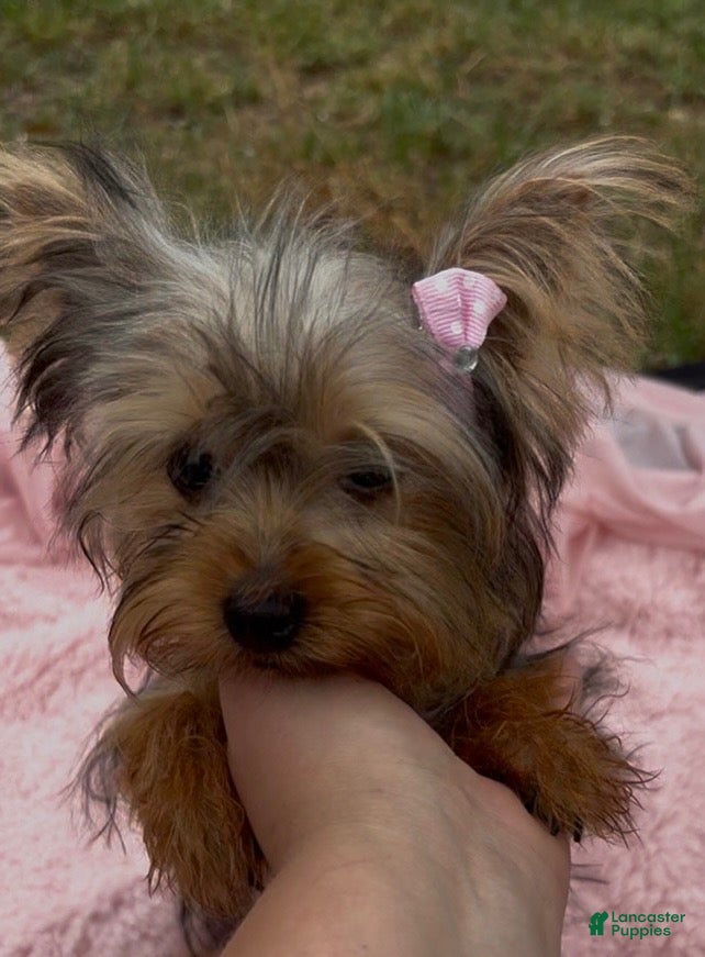 Yorkshire Terrier dogs Ruby  - Ad 1