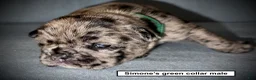 French Bulldog dogs for sale: AKC Simone's Green Collar Male - Ad 1