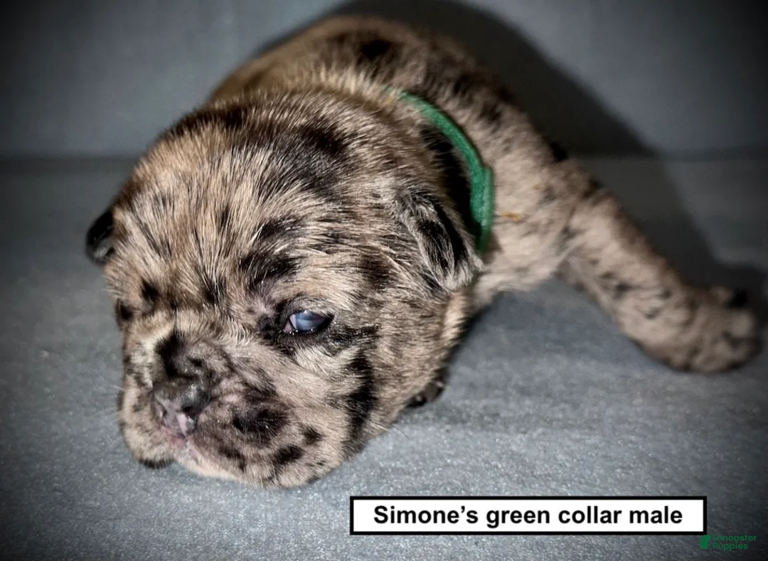 French Bulldog dogs for sale: AKC Simone's Green Collar Male - Ad 1
