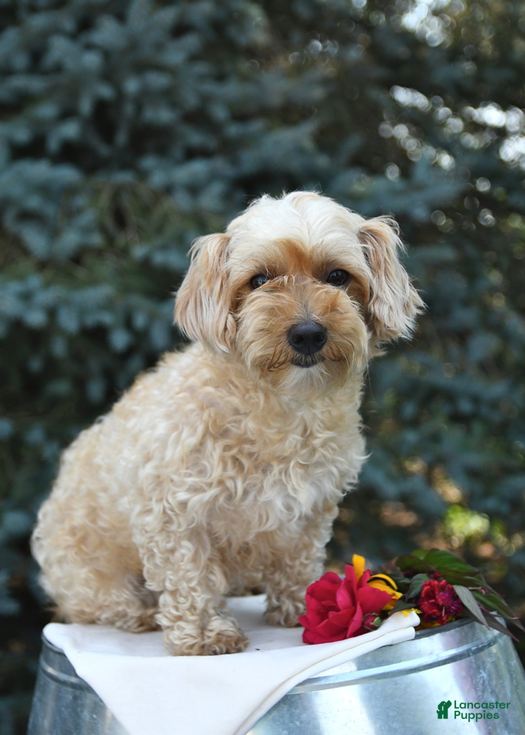 Maltipoo dogs for sale: Bruce - Ad 6