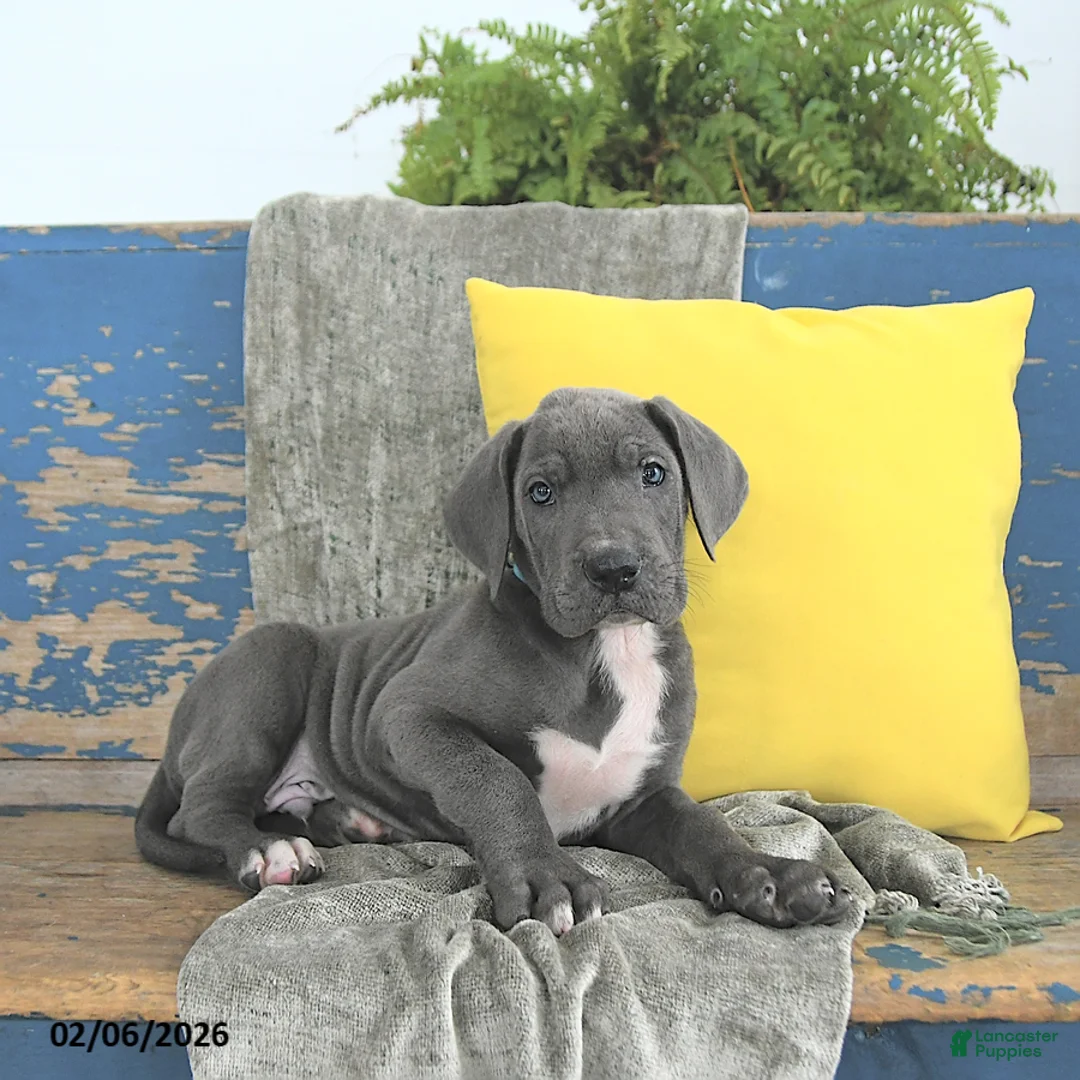 Great Dane dogs for sale: Caesar - Ad 4
