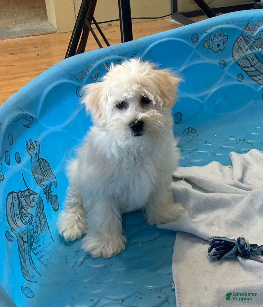 Coton De Tulear dogs for sale: Merlin - Ad 8