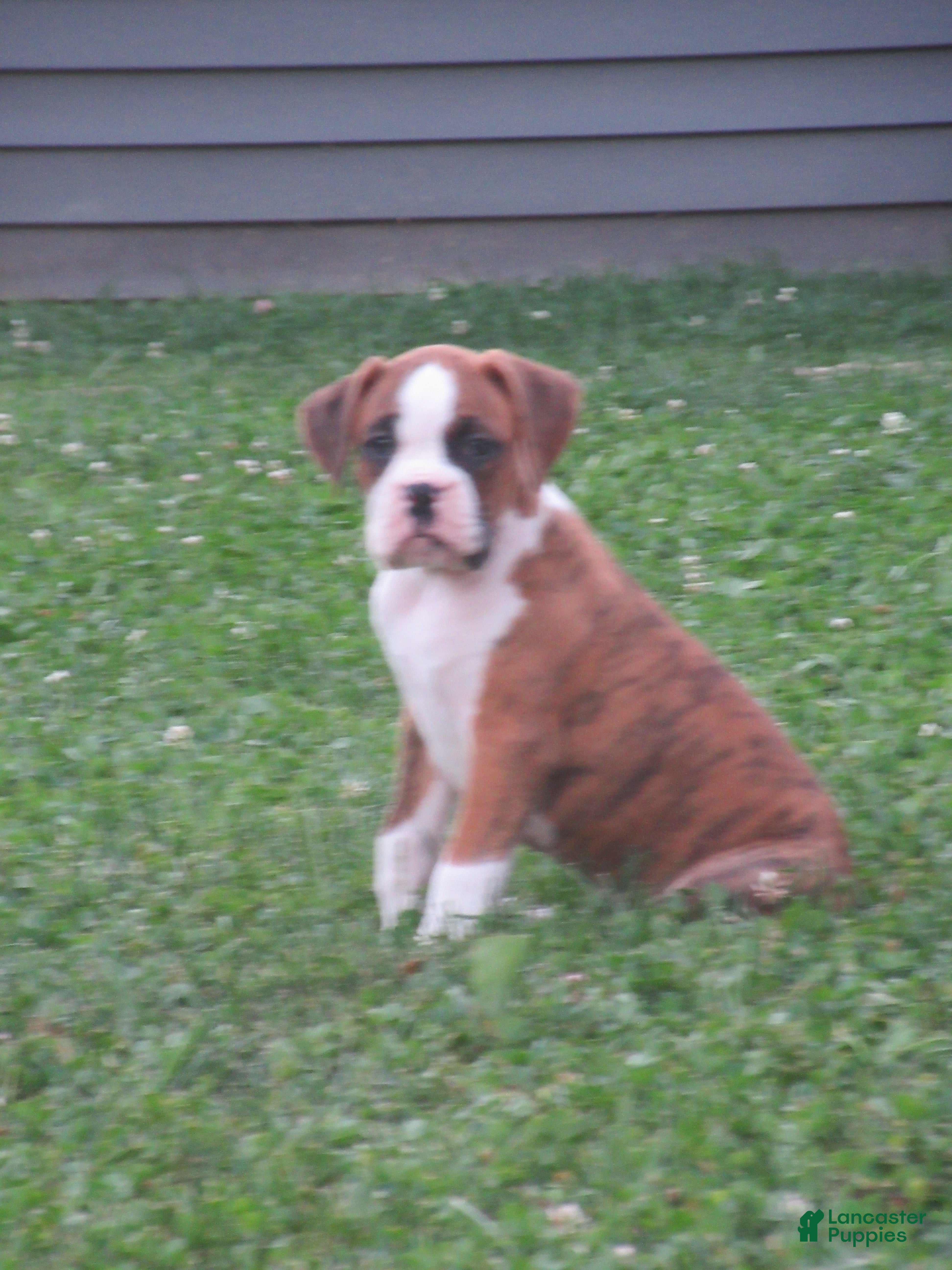 Boxer dogs Kade - Ad 2