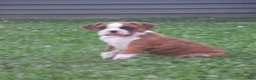Boxer dogs for sale: Kade - Ad 2