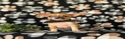 Chihuahua dogs for sale: Dantel - Ad 3