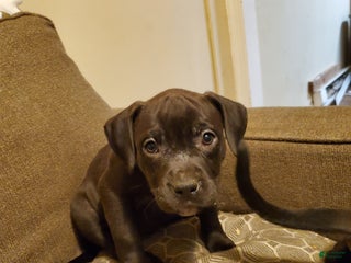 American Bully dogs - Ad 10