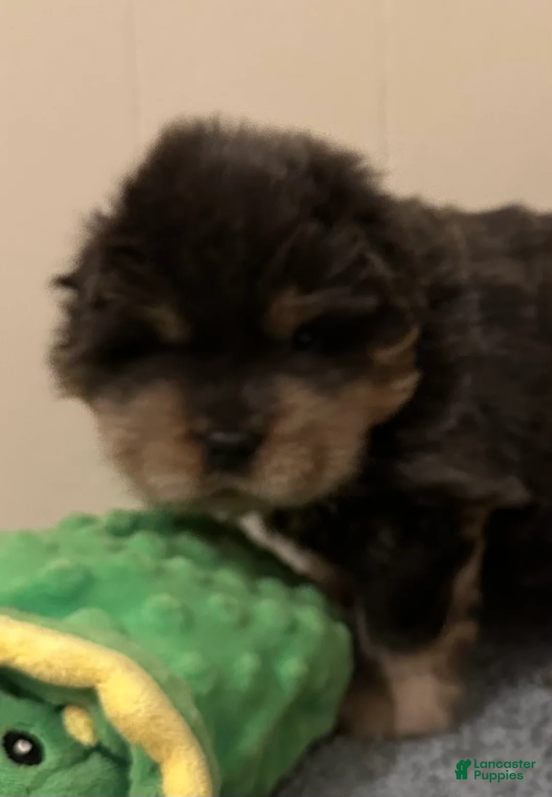 Chow Chow dogs for sale: Bella  - Ad 2