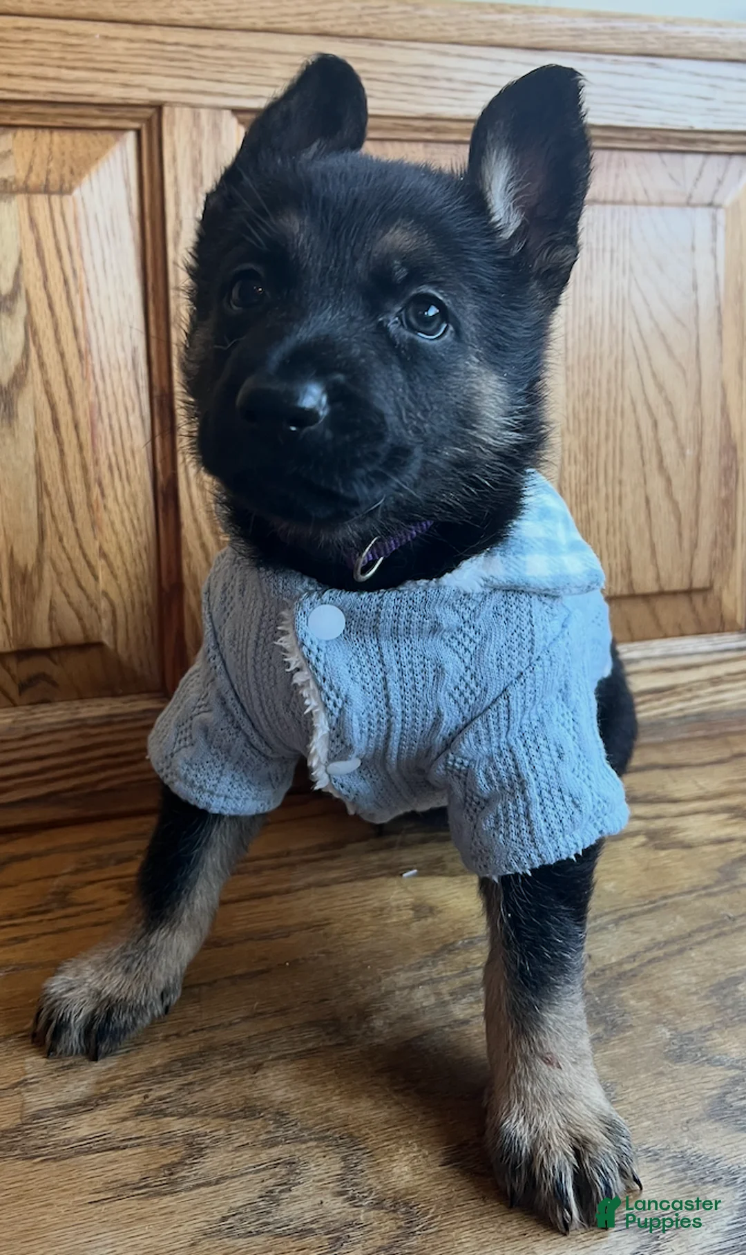 German Shepherd dogs for sale: Bonnie- German Shepherd Puppy  - Ad 6