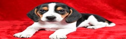 Beagle dogs for sale: Allen - Ad 6