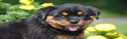 Rottweiler dogs for sale: Odessa - Ad 3