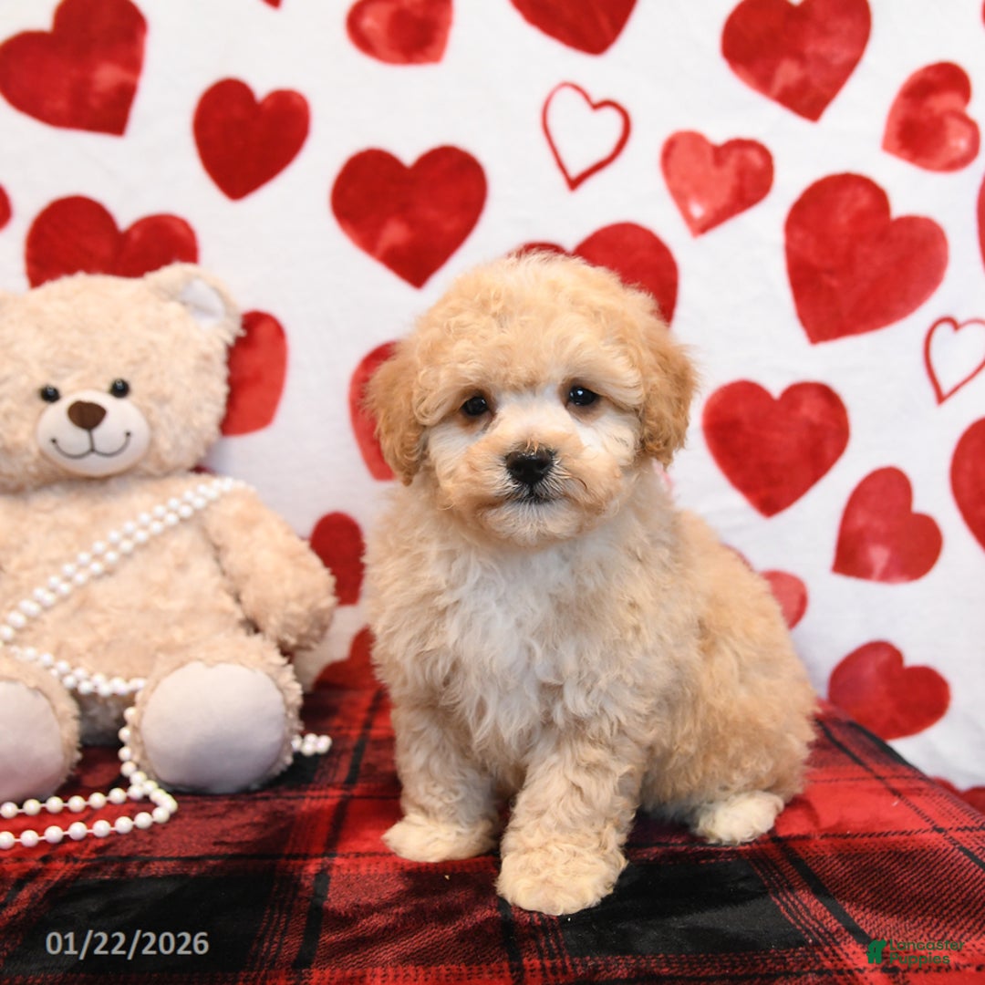 Bichpoo dogs for sale: Pudding - Ad 1