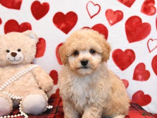 Bichpoo dogs Pudding - Ad 26