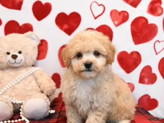 Bichpoo dogs Pudding - Ad 11