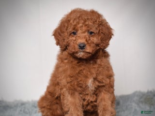 Mini Goldendoodle dogs Belle - Ad 9