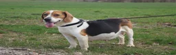 Puggle dogs for sale: Zara - Ad 7