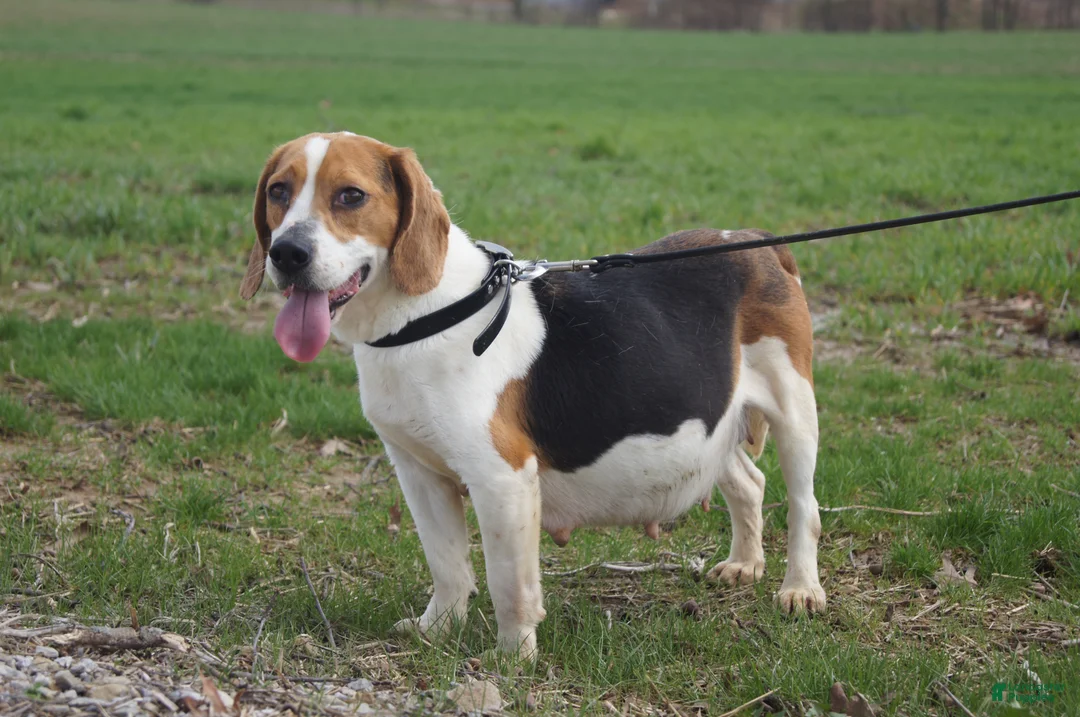 Puggle dogs for sale: Zara - Ad 7