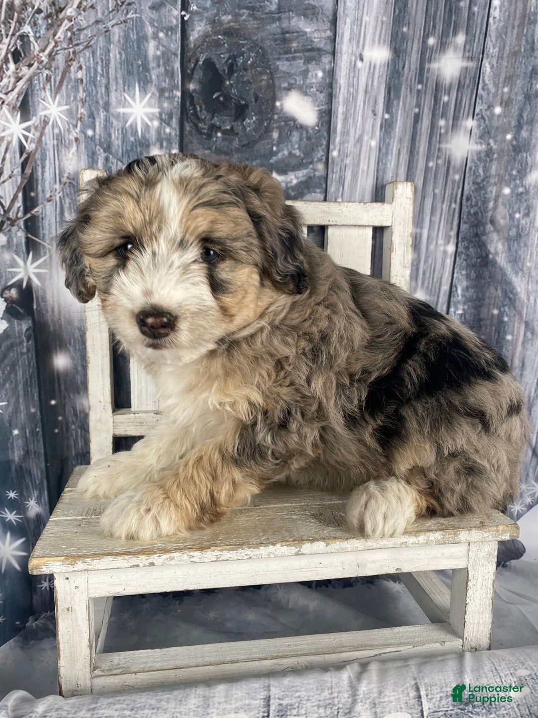 Aussiedoodle dogs for sale: Luke - Ad 1