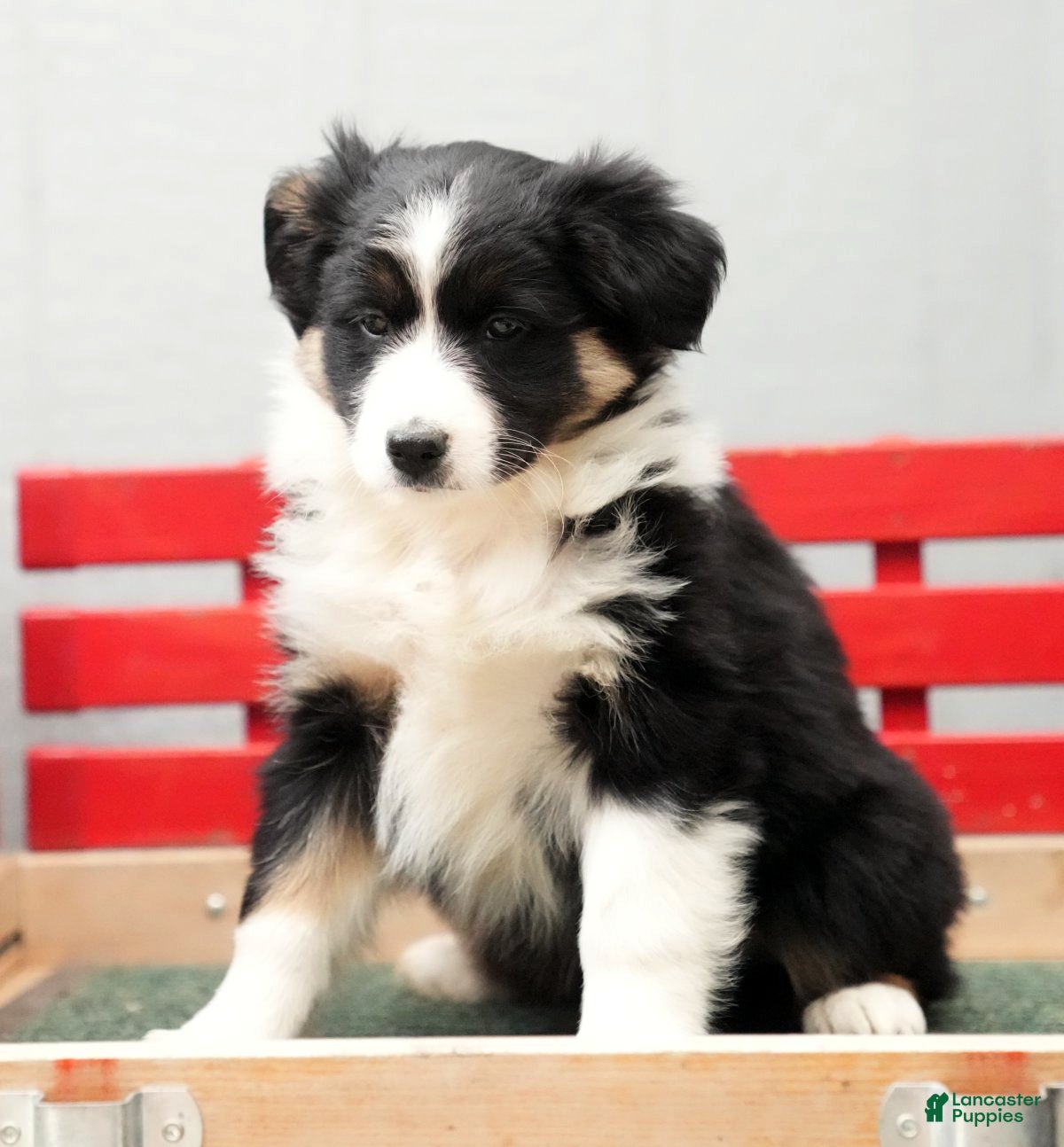 Australian Shepherd dogs Crystal - Ad 35