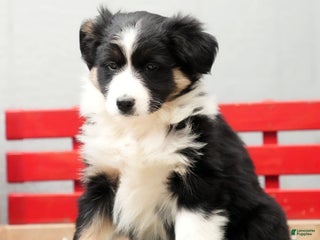 Australian Shepherd dogs Crystal - Ad 25