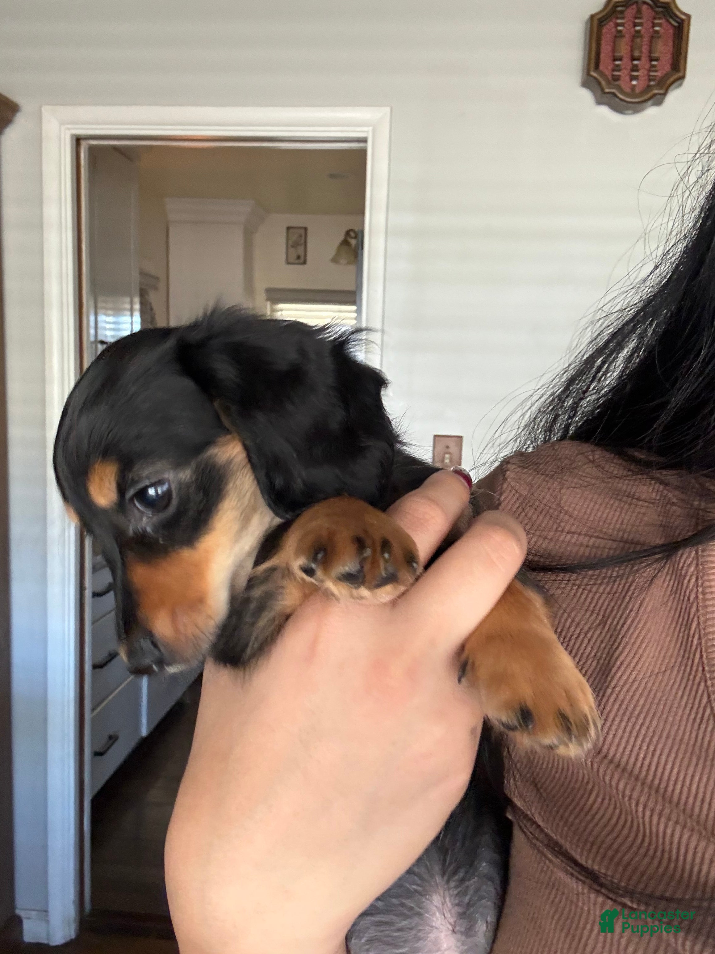 Miniature Dachshund dogs for sale: Oliver Aka Oli  - Ad 2