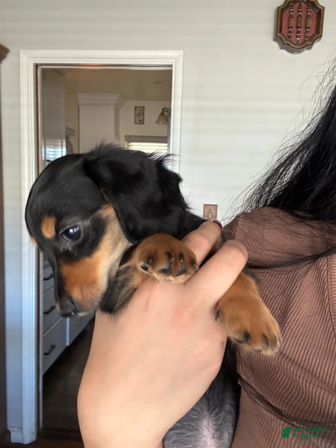 Miniature Dachshund dogs for sale: Oliver Aka Oli  - Ad 2