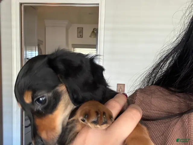 Miniature Dachshund dogs for sale: Oliver Aka Oli - Ad 2