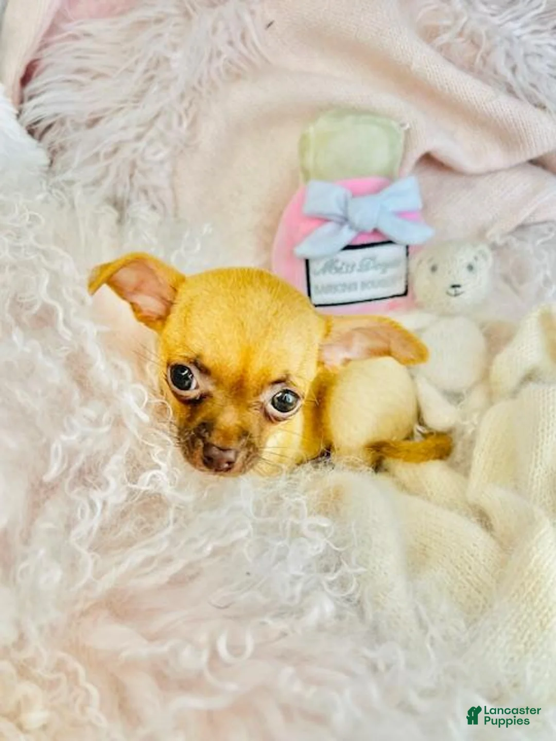 Chihuahua dogs for sale: Chihuahua Puppy 1 - Ad 2