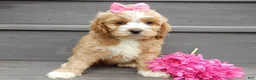 Cockapoo dogs for sale: Blossom - Ad 5