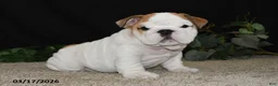 English Bulldog dogs for sale: Astro - Ad 1