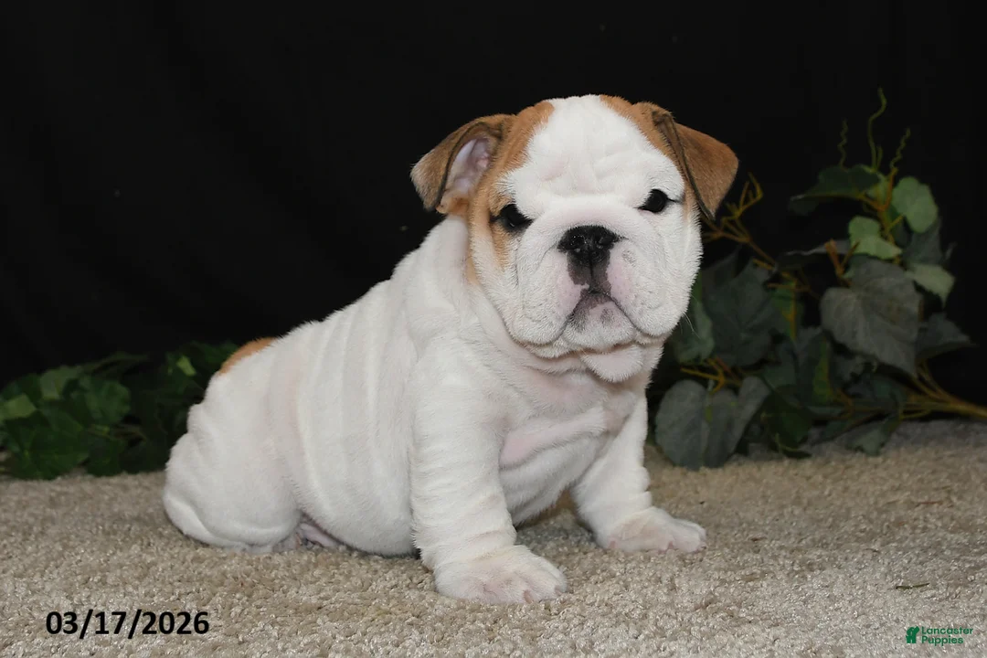 English Bulldog dogs for sale: Astro - Ad 1