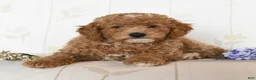 Miniature Poodle dogs for sale: Maverick - Ad 2