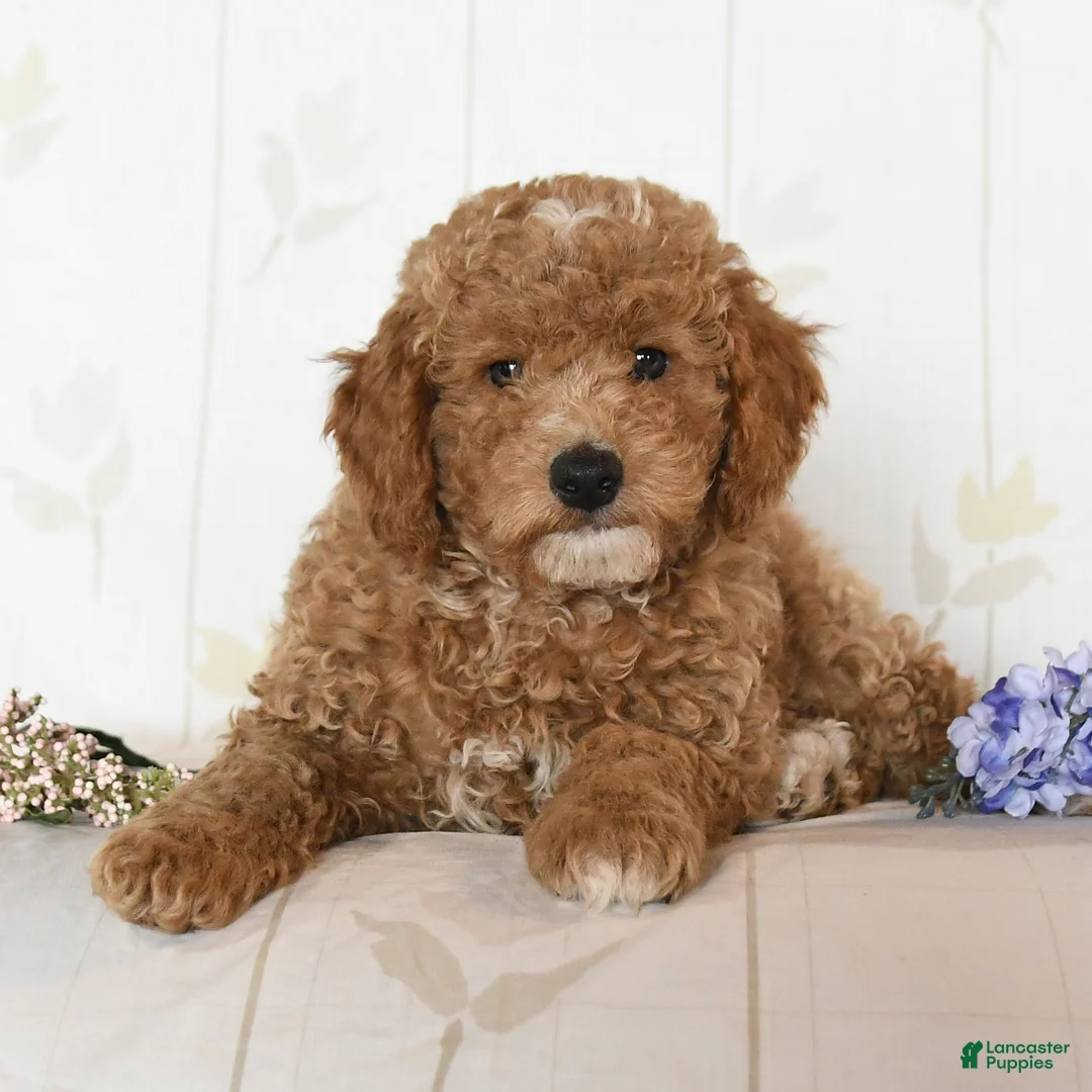 Miniature Poodle dogs for sale: Maverick - Ad 2