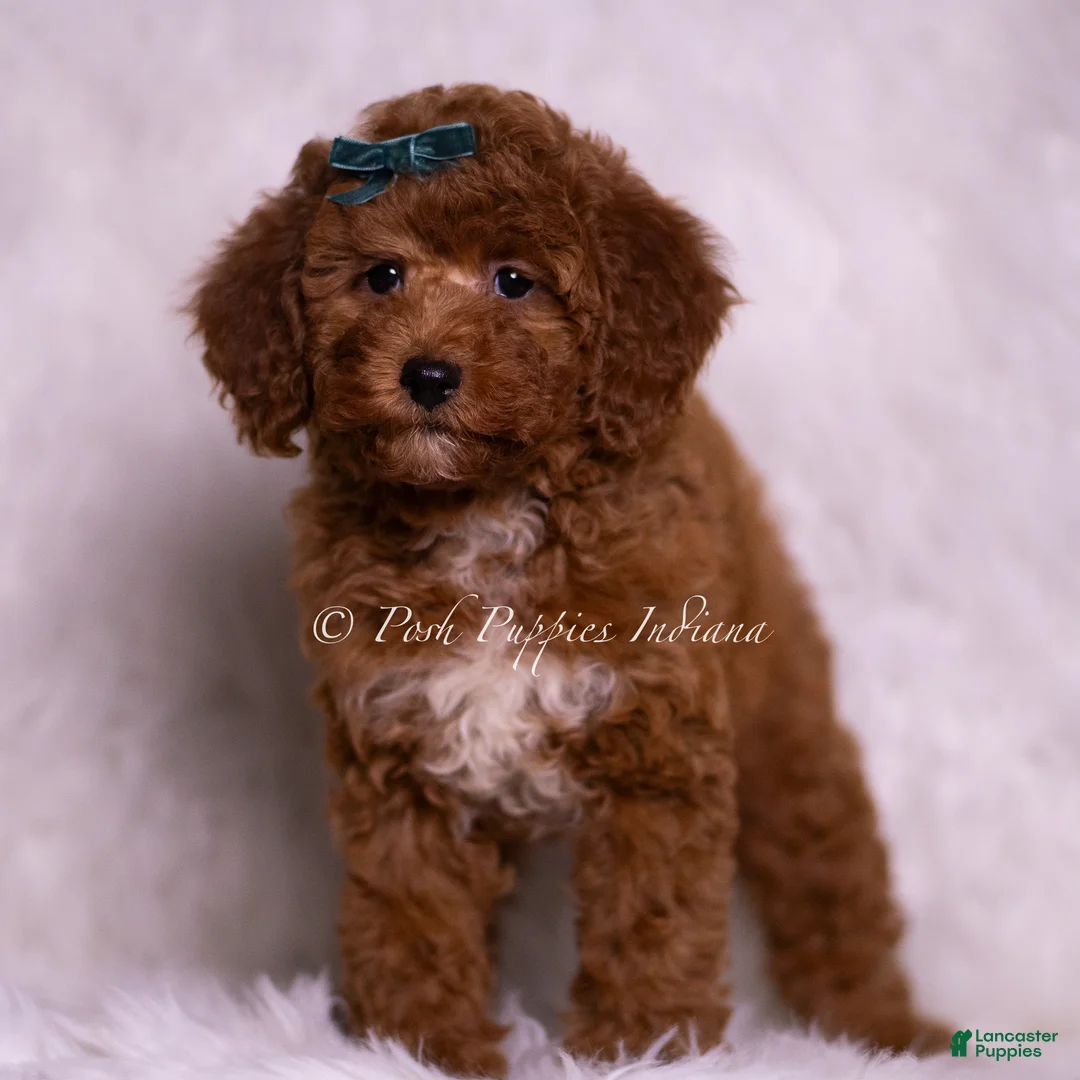 Mini Goldendoodle dogs for sale: Swoosh - Ad 2