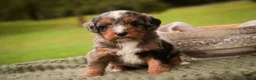 Mini Bernedoodle dogs for sale: Colt F1 Mini Bernedoodle  - Ad 8